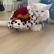 Kennedy joined the competition — help win amazing prizes! cat, white_cat, pet, indoor, floor, cape, red_cape, fur_trim, animal, feline, costume, dressed_up, relaxed, lying_down, household, domestic, cute, whiskers, ears, eyes