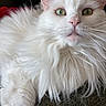 Kennedy joined the competition — help win amazing prizes! cat, white_cat, fluffy, long_hair, green_eyes, pet, feline, close_up, whiskers, pink_nose, relaxed, indoor, cute, animal, fur, portrait, paw, resting, cozy, domestic_cat