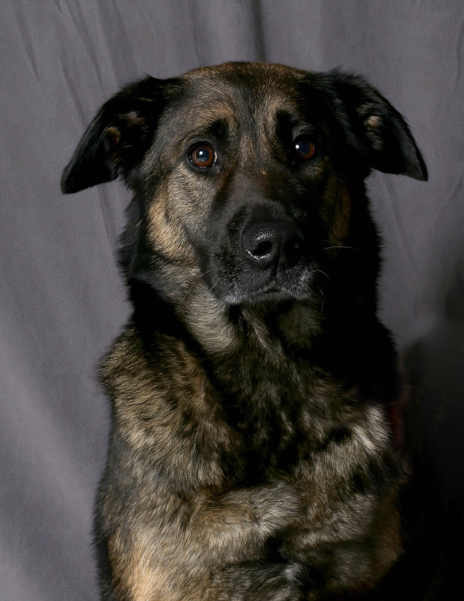 Iké participe au concours pour gagner de l'argent avec cette photo : borador, canidae, carnivore, companion_dog, dog, dog_breed, dogo_sardesco, eye, fur, guard_dog, iris, monochrome, monochrome_photography, snout, sporting_group, street_dog, terrestrial_animal, whiskers, working_animal, working_dog