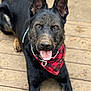Finn joined the competition — help win amazing prizes! alert, animal, bandana, black_dog, canine, close_up, collar, dog, ears_up, friendly, fur, happy, lying_down, muddy, outdoor, pet, playful, red_bandana, tongue_out, wooden_deck