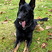 Finn is registered to the contest to win money with this photo: animal, black_dog, canine, collar, daylight, dog, ears_up, fall_leaves, friendly, german_shepherd, grass, lying_down, mammal, nature, outdoor, pet, playful, portrait, tan_paws, tongue_out