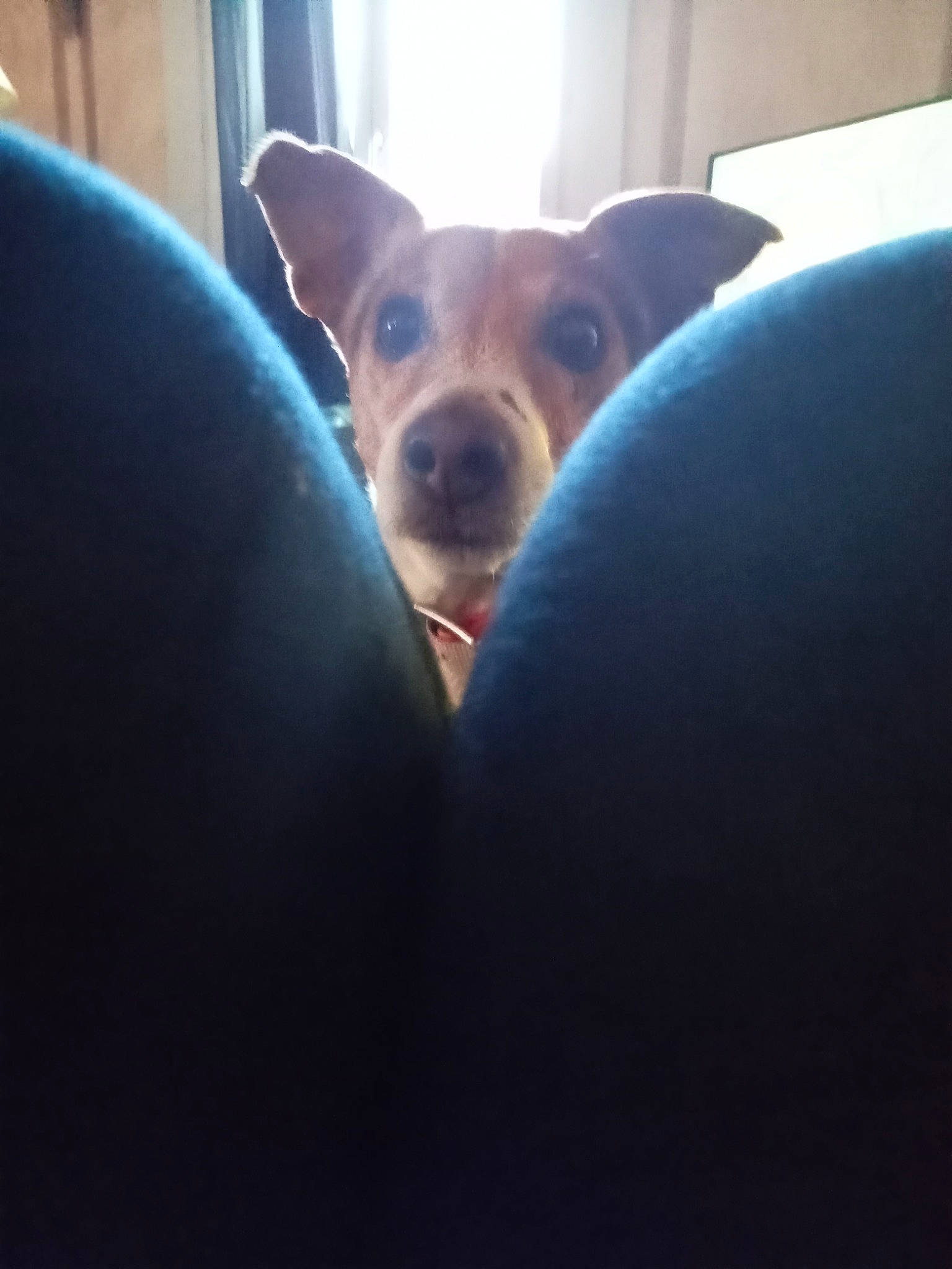 Jack a rejoint le concours — aidez-le/la à gagner de superbes lots ! canidae, carnivore, chihuahua, cloud, comfort, companion_dog, dog, dog_breed, ear, fawn, fur, guard_dog, non_sporting_group, sky, sporting_group, toy_dog, vehicle_door, whiskers, window, working_animal