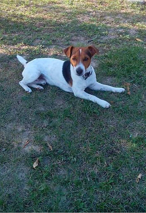 Jack a rejoint le concours — aidez-le/la à gagner de superbes lots ! adventure, canidae, carnivore, chilean_fox_terrier, companion_dog, dog, dog_breed, fawn, grass, hound, hunting_dog, irishjacks, non_sporting_group, plant, snout, tail, terrestrial_animal, terrier