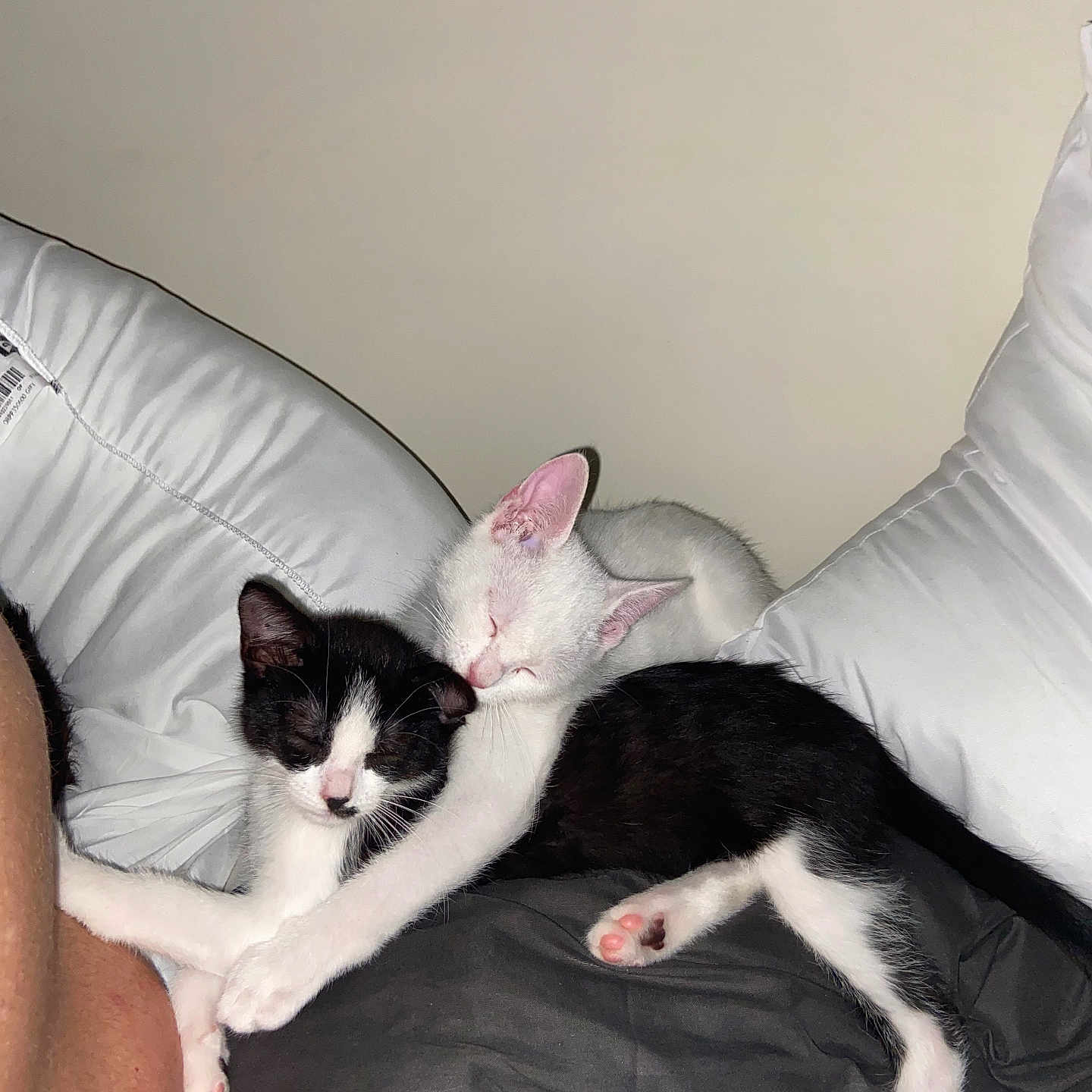 Ace a rejoint le concours — aidez-le/la à gagner de superbes lots ! abyssinian, animal, armchair, baby, bed, bedroom, blanket, cat, chair, couch, cushion, furniture, homedecor, indoors, kitten, manx, person, pet, room, sleeping