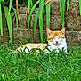 Basket is registered to the contest to win money with this photo: animal, calm, cat, daylight, feline, garden, grass, greenery, leafy_plants, nature, orange_cat, outdoor, peaceful, pet, plants, relaxing, resting, sleeping, stone_wall, white_cat