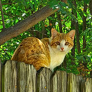 Basket joined the competition — help win amazing prizes! animal, background, cat, closeup, curious, daylight, eye_contact, feline, green_leaves, nature, orange_cat, outdoor, perched, pet, sunlight, tree_branch, white_cat, wildlife, wood, wooden_fence