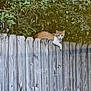 Basket joined the competition — help win amazing prizes! alone, animal, backyard, cat, curious, daylight, domestic_cat, fence, greenery, leaves, nature, orange_cat, outdoor, pet, relaxed, resting, tree, white_cat, wood, wooden_fence
