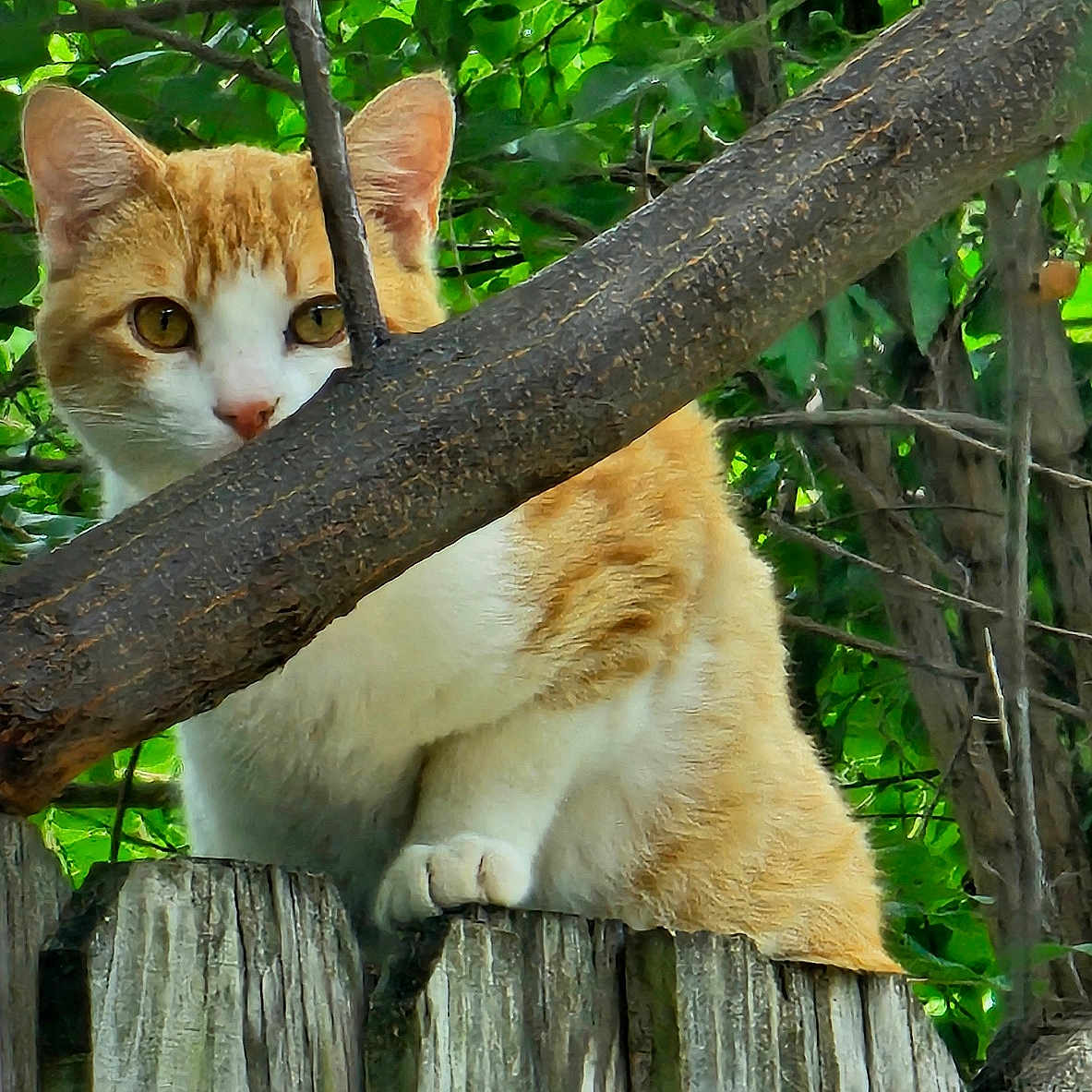 Basket is registered to the contest to win money with this photo: animal, cat, closeup, curious, daylight, feline, garden, green_leaves, nature, orange_cat, outdoor, perched, pet, summer, tree_branch, watchful, white_cat, wildlife, wood_texture, wooden_fence