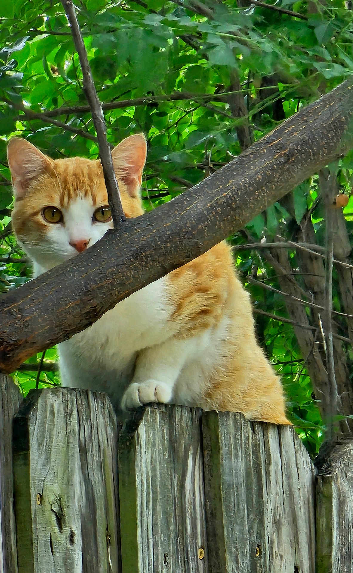 Basket is registered to the contest to win money with this photo: animal, cat, closeup, curious, daylight, feline, garden, green_leaves, nature, orange_cat, outdoor, perched, pet, summer, tree_branch, watchful, white_cat, wildlife, wood_texture, wooden_fence