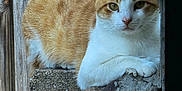 Basket joined the competition — help win amazing prizes! animal, cat, concrete, daylight, ears, face, fence, fur, nature, orange_cat, outdoor, paws, pet, relaxed, resting, stone, texture, whiskers, white_cat, wood