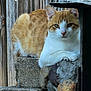 animal, cat, concrete, daylight, ears, face, fence, fur, nature, orange_cat, outdoor, paws, pet, relaxed, resting, stone, texture, whiskers, white_cat, wood