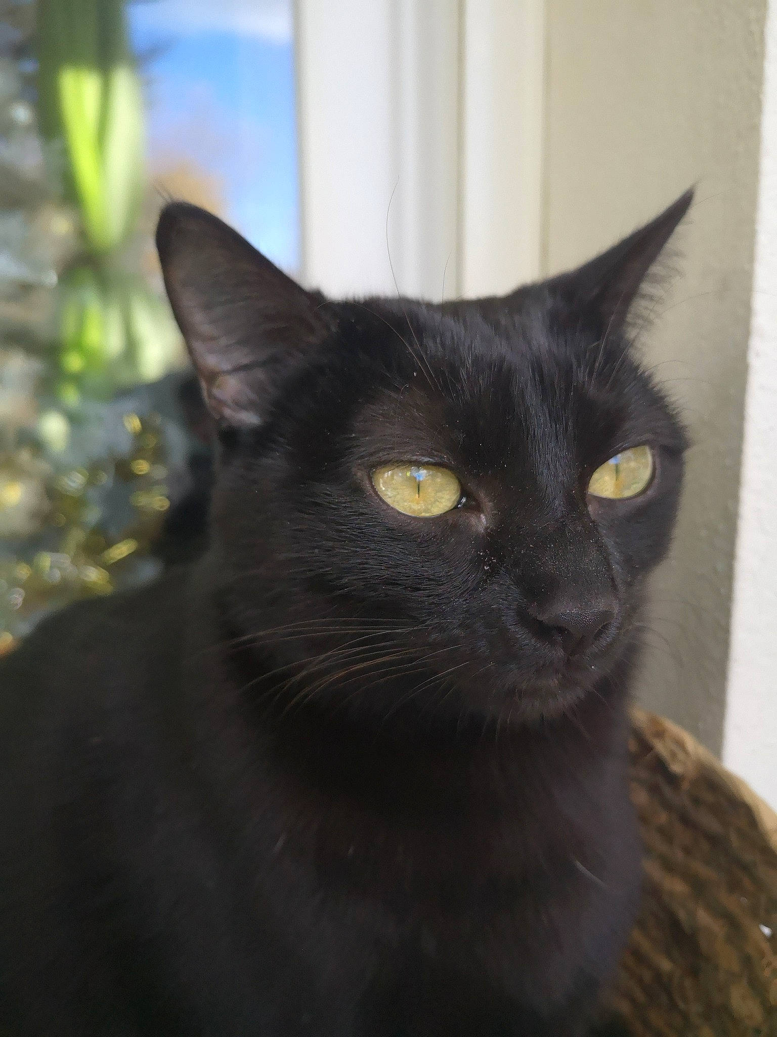 Oursonne a rejoint le concours — aidez-le/la à gagner de superbes lots ! black_cat, bombay, carnivore, cat, domestic_short_haired_cat, felidae, fur, plant, small_to_medium_sized_cats, snout, terrestrial_animal, whiskers