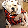 Porkchop joined the competition — help win amazing prizes! bulldog, dog, pet, indoor, cozy, jacket, red_and_black_checkered, dog_bed, carpet, couch, fur, animal, canine, white_dog, resting, hood, portrait, close_up, companion, domestic