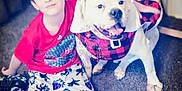Porkchop joined the competition — help win amazing prizes! boy, child, dog, bulldog, pet, carpet, indoor, clothing, red_shirt, patterned_pants, smile, happy, friendship, animal, canine, young, sitting, cozy, cute, portrait