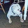 Porkchop is registered to the contest to win money with this photo: dog, bulldog, indoor, carpet, furniture, chair, white, black_spots, pet, animal, lying_down, collar, paw, floor, looking_sideways, canine, domestic, house, resting, closeup