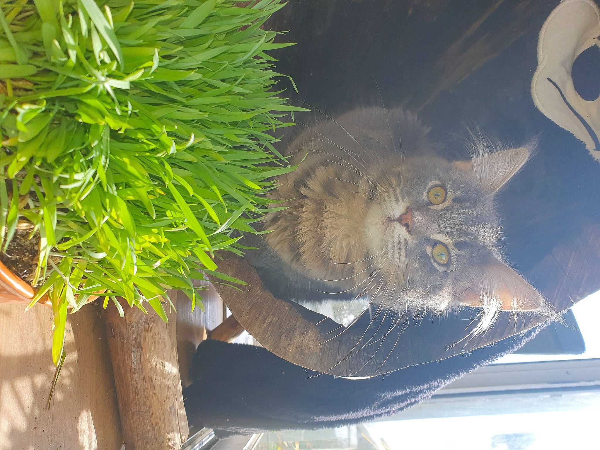 Utopie participe au concours pour gagner de l'argent avec cette photo : automotive_exterior, automotive_lighting, automotive_tire, car, carnivore, cat, felidae, flowerpot, grass, groundcover, houseplant, organism, plant, rim, small_to_medium_sized_cats, terrestrial_plant, tire, vehicle, whiskers, window