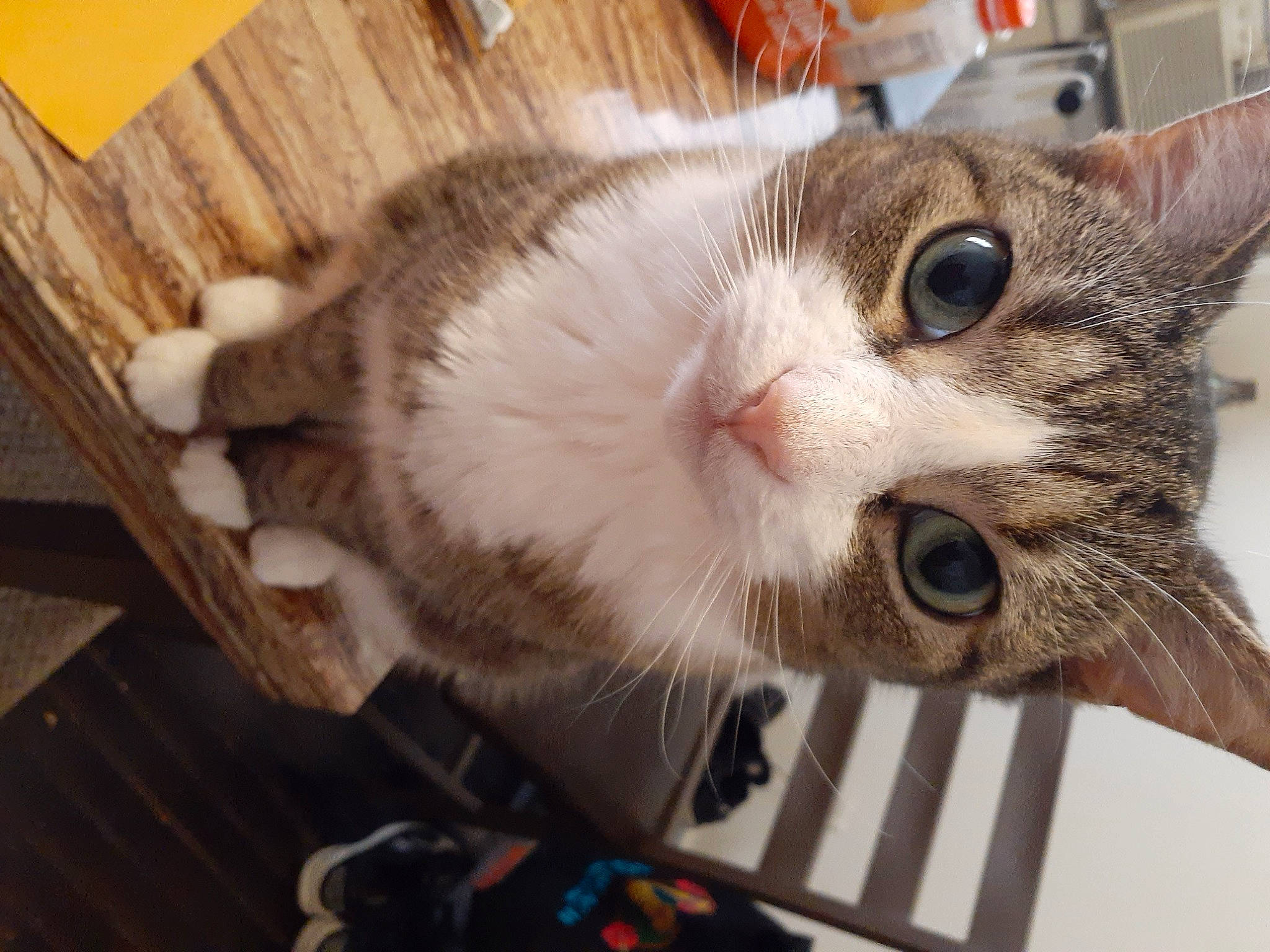 Louie joined the competition — help win amazing prizes! carnivore, cat, collar, domestic_short_haired_cat, ear, eye, eyelash, felidae, fur, hair, hardwood, head, paw, plank, small_to_medium_sized_cats, snout, tree, whiskers, wood, wood_stain