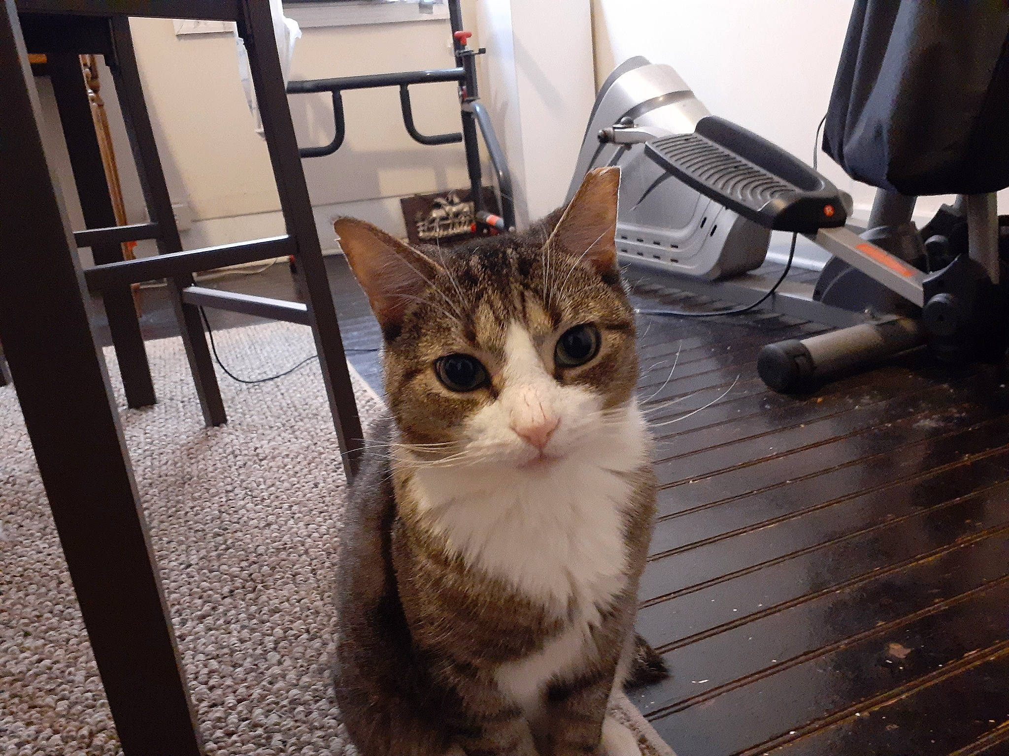 Louie is registered to the contest to win money with this photo: carnivore, cat, chair, claw, domestic_short_haired_cat, door, felidae, floor, flooring, fur, hardwood, paw, small_to_medium_sized_cats, snout, tail, tree, whiskers, window, wood