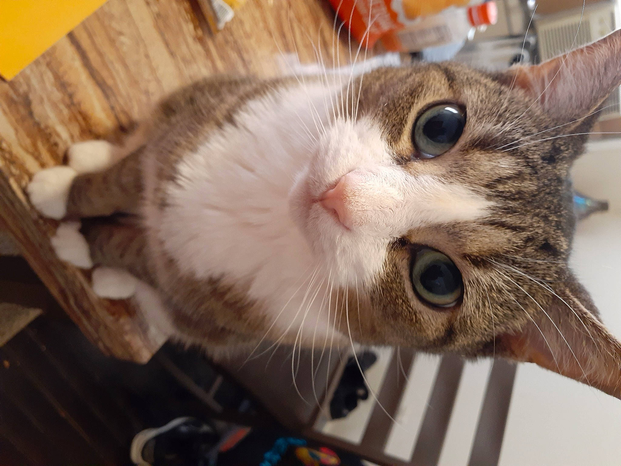 Louie joined the competition — help win amazing prizes! carnivore, cat, domestic_short_haired_cat, ear, eyelash, felidae, fur, hardwood, iris, paw, small_to_medium_sized_cats, snout, whiskers, wood