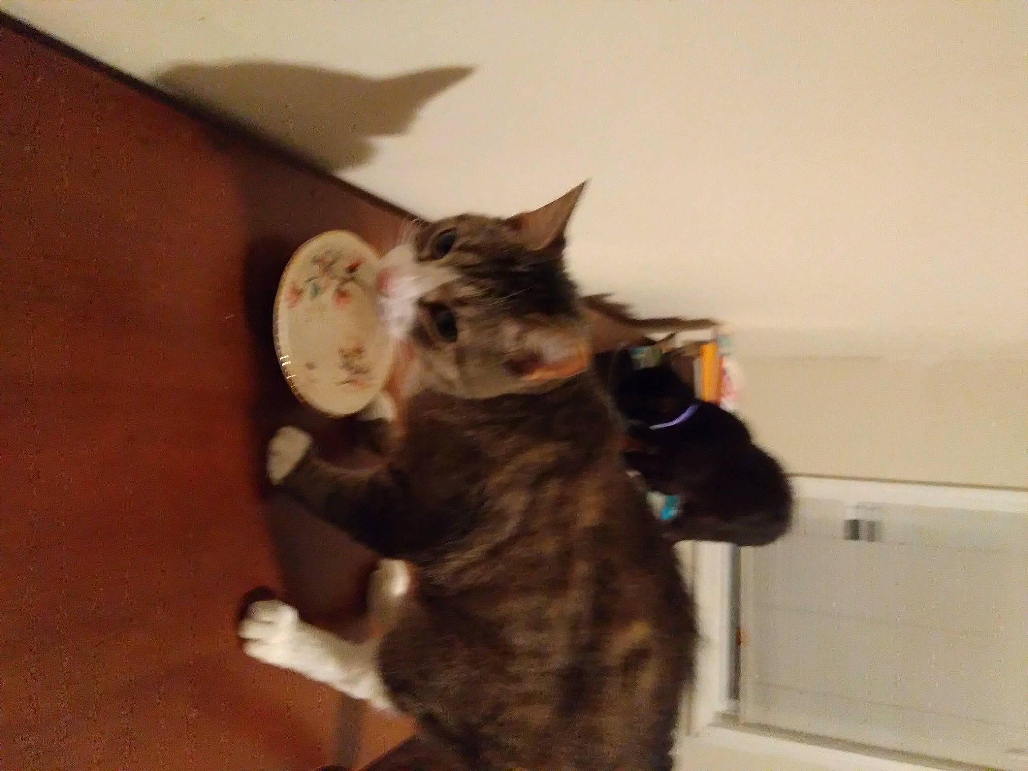 Louie is registered to the contest to win money with this photo: cabinetry, canidae, carnivore, cat, comfort, dog_breed, domestic_short_haired_cat, ear, fawn, felidae, flooring, fur, gesture, hardwood, paw, room, small_to_medium_sized_cats, tail, whiskers, wood