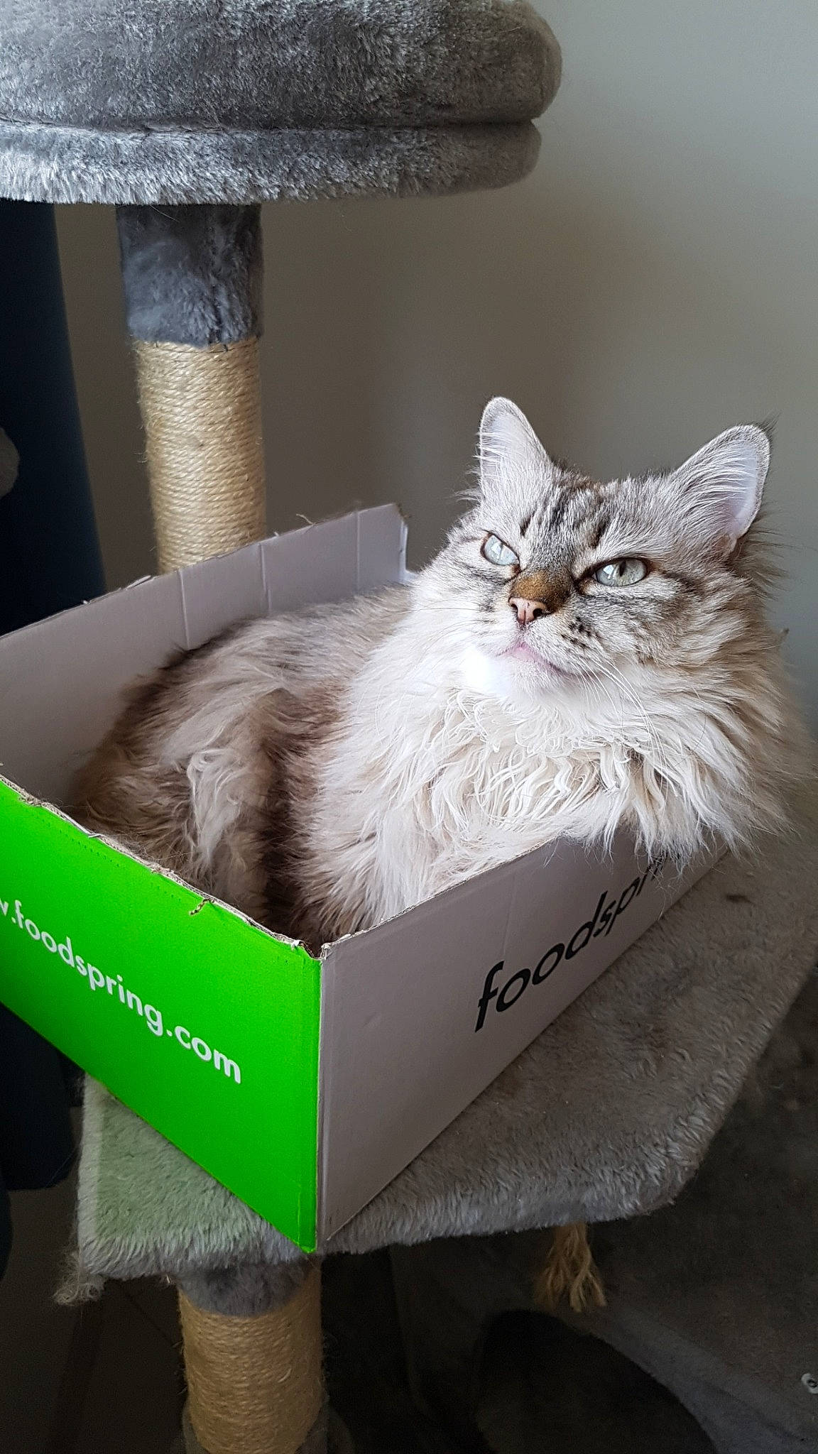 Kitty participe au concours pour gagner de l'argent avec cette photo : asian, box, british_semi_longhair, burmilla, carnivore, cat, domestic_long_haired_cat, domestic_short_haired_cat, felidae, maine_coon, norwegian_forest_cat, ragamuffin, siberian, small_to_medium_sized_cats, whiskers