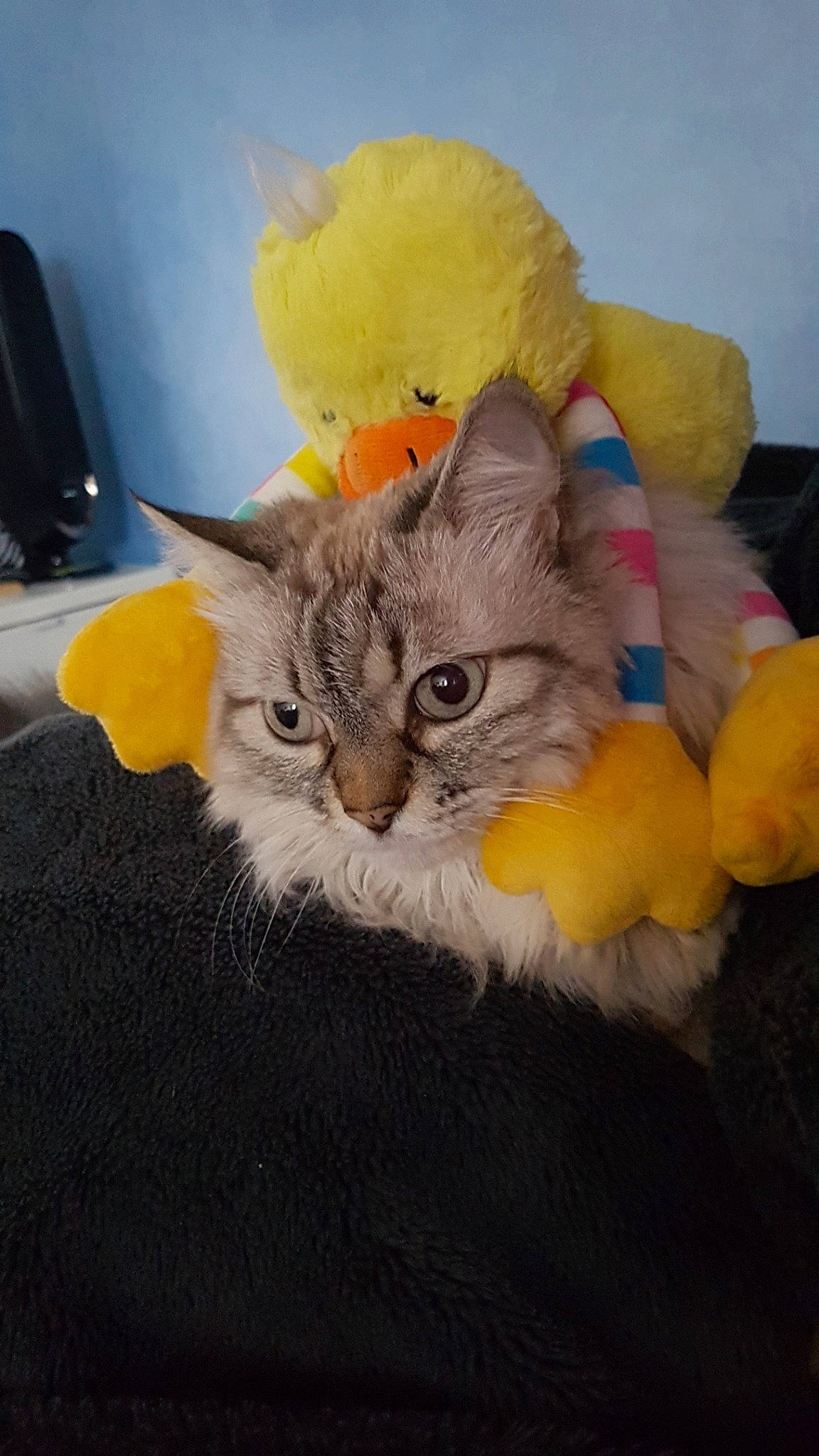 Kitty a rejoint le concours — aidez-le/la à gagner de superbes lots ! carnivore, cat, felidae, fur, kitten, persian, small_to_medium_sized_cats, tail, vertebrate, whiskers, yellow