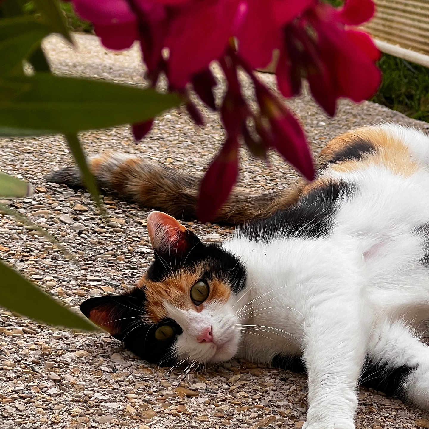 Mia a rejoint le concours — aidez-le/la à gagner de superbes lots ! abyssinian, alloywheel, animal, bird, car, carwheel, cat, flower, geranium, gravel, head, kitten, manx, pebble, person, pet, petal, plant, road, rose