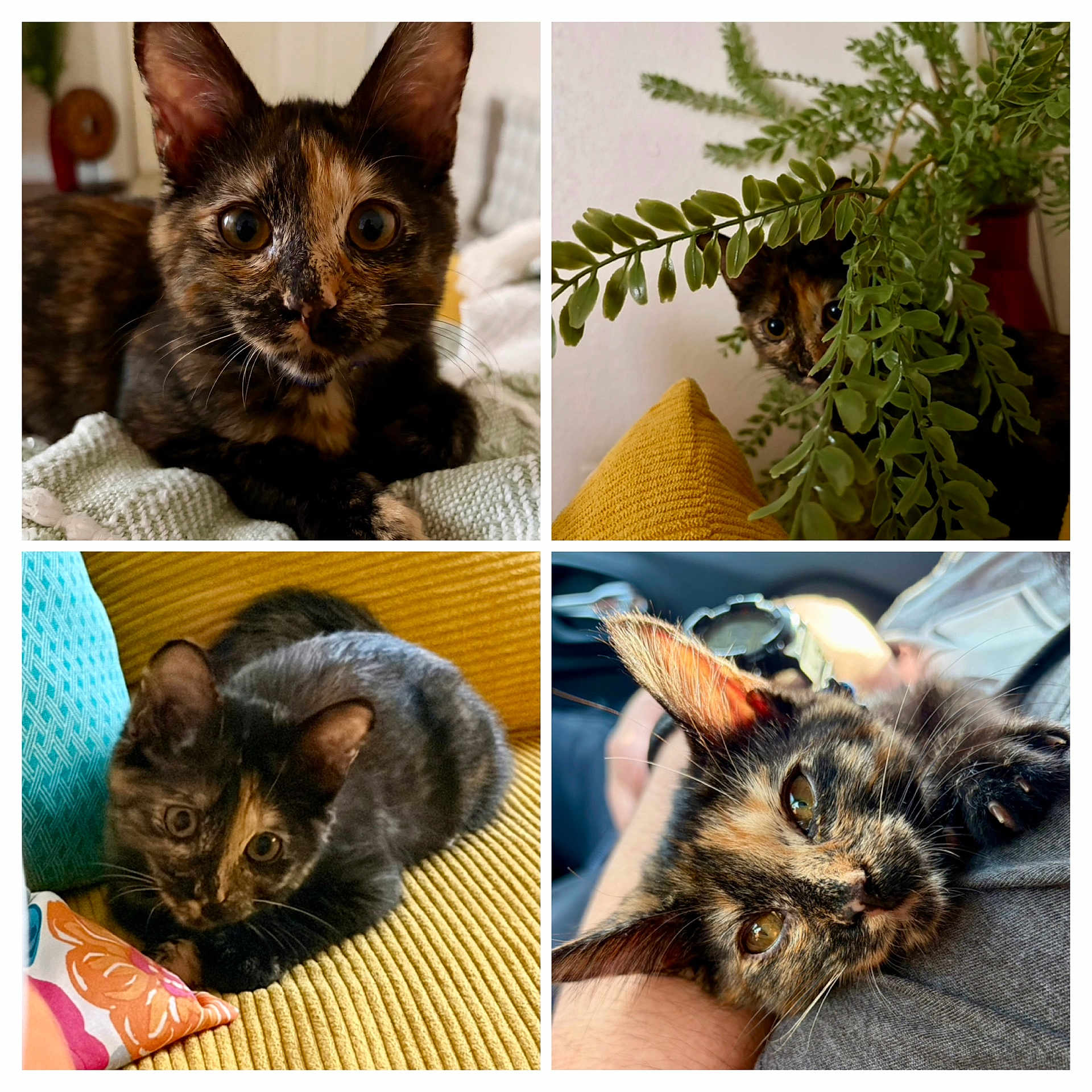 Aiko