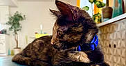 Aiko is registered to the contest to win money with this photo: kitten, cat, tortoiseshell, blue_collar, indoor, furniture, curtains, vase, plant, table, relaxing, pet, animal, domestic, closeup, side_view, whiskers, ears, fur, home