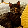 cat, kitten, tortoiseshell, feline, pet, animal, cozy, cushion, pillow, yellow, soft, indoor, cute, resting, fur, whiskers, ears, closeup, relaxed, domestic