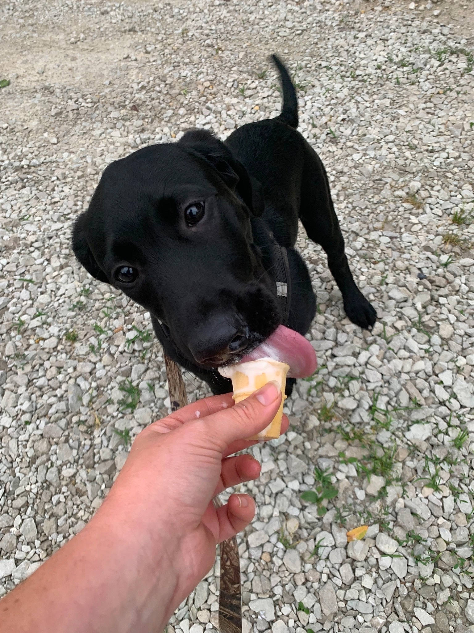 True is registered to the contest to win money with this photo: beagador, canidae, carnivore, dog, dog_breed, dog_collar, formosan_mountain_dog, hunting_dog, labrador_retriever, patterdale_terrier, rare_breed_dog, snout, sporting_group