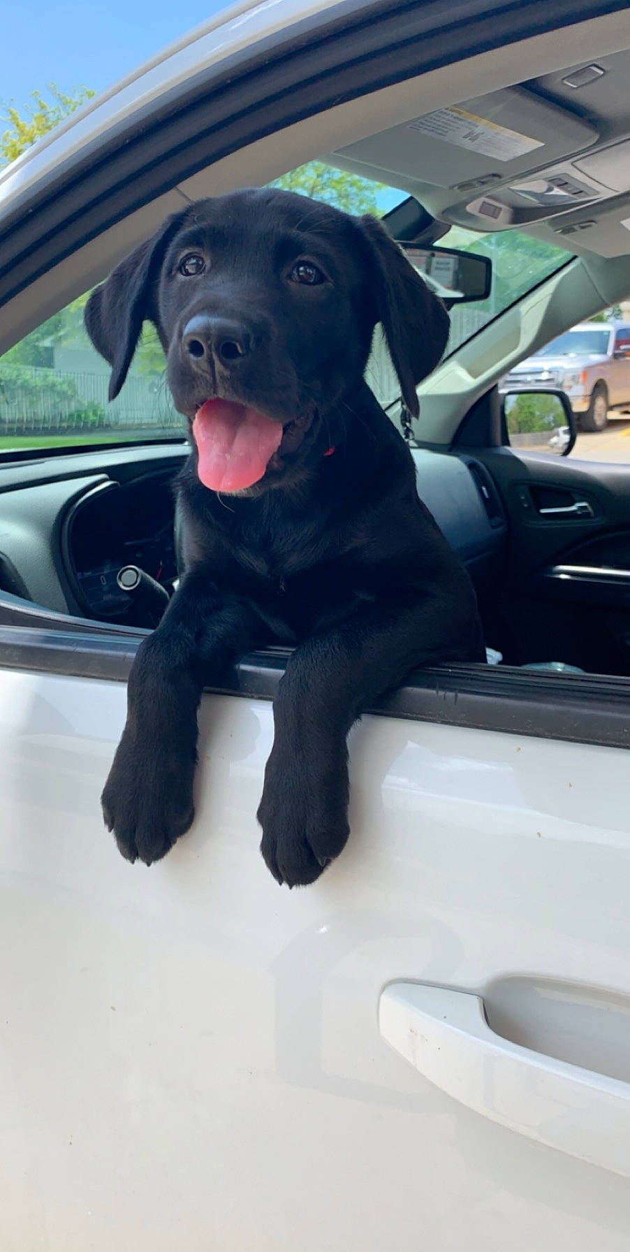 True is registered to the contest to win money with this photo: borador, canidae, car, car_seat, carnivore, companion_dog, dog, dog_breed, hunting_dog, labrador_retriever, nose, puppy, retriever, snout, sporting_group, vehicle