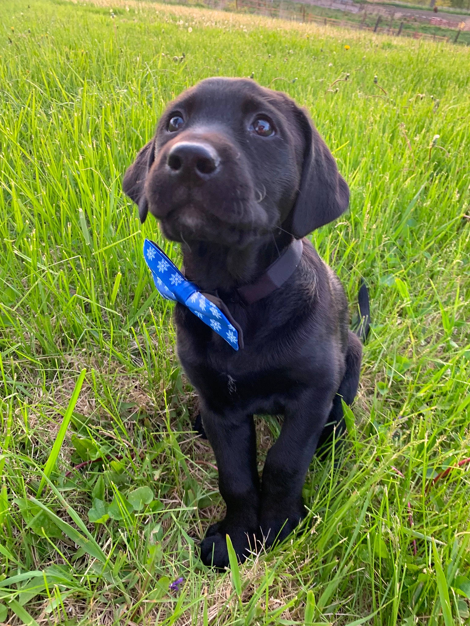 True joined the competition — help win amazing prizes! beagador, borador, canidae, carnivore, companion_dog, dog, dog_breed, field_trial, grass, hunting_dog, labrador_retriever, mammal, patterdale_terrier, pointing_breed, puppy, rare_breed_dog, retriever, snout, sporting_group, vertebrate