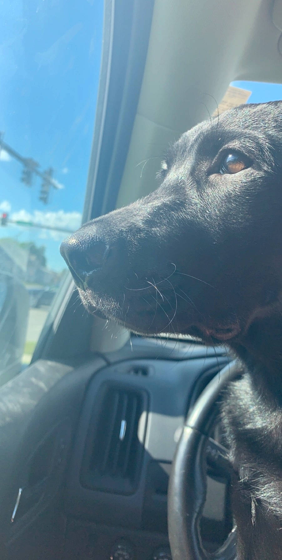 True is registered to the contest to win money with this photo: canidae, carnivore, cloud, dog, dog_breed, labrador_retriever, nose, photography, retriever, sky, snout, sporting_group, vehicle, whiskers