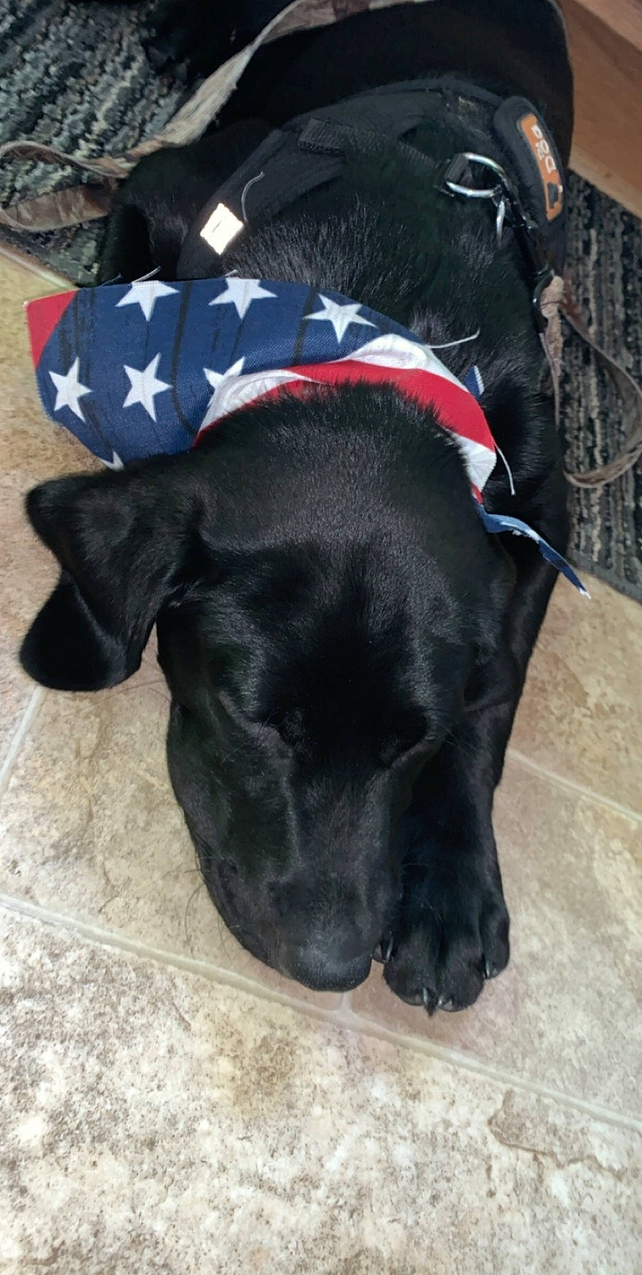 True is registered to the contest to win money with this photo: beagador, borador, canidae, carnivore, dog, dog_breed, labrador_retriever, patterdale_terrier, snout, sporting_group