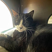 Pumpkin is registered to the contest to win money with this photo: cat, tuxedo_cat, whiskers, indoor, window_light, blanket, cozy, pet, close_up, portrait, fur, sleeping_spot, furniture, cushion, ears, relaxed, feline, black_and_white, paw, gaze