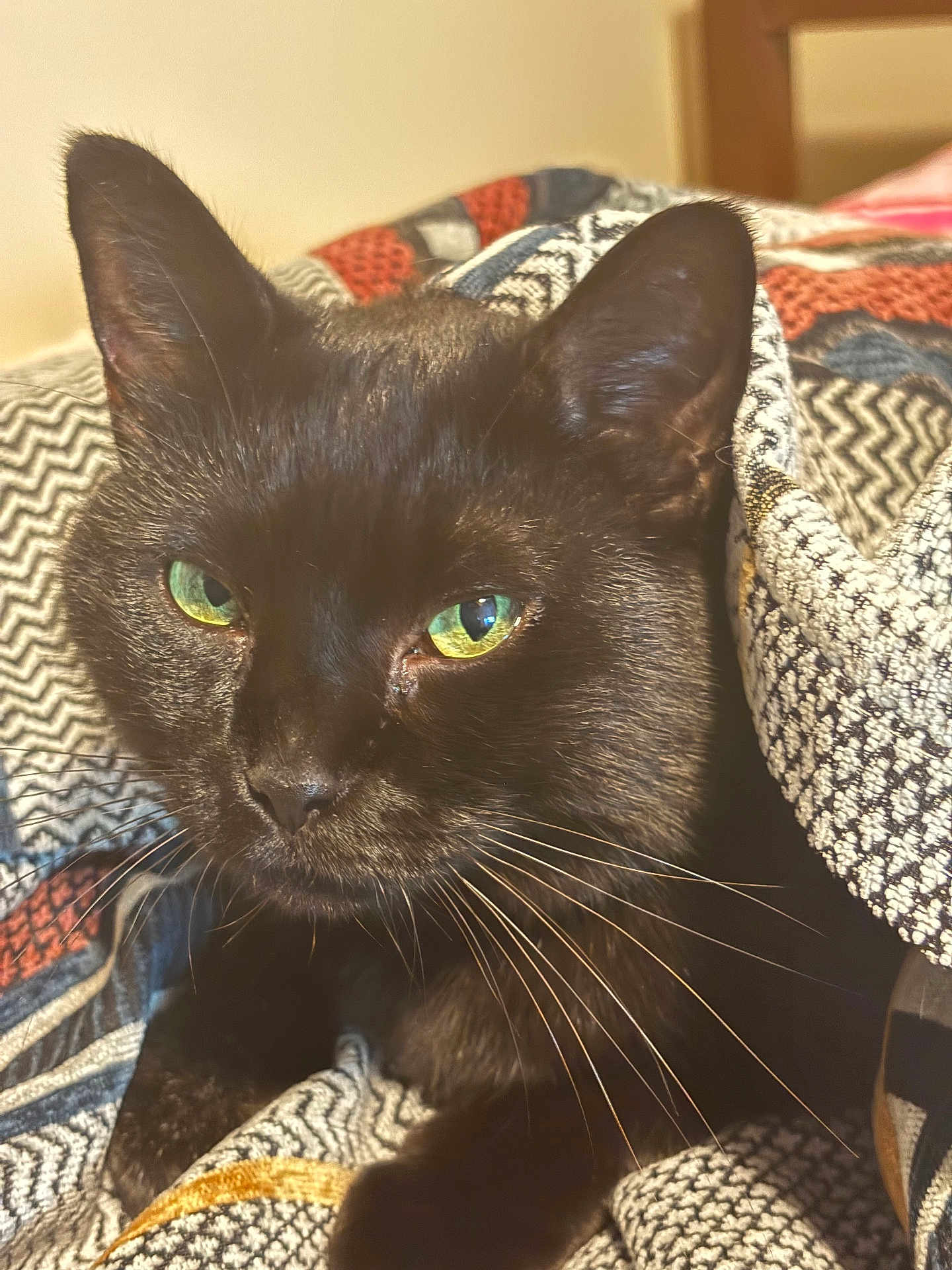Piper is registered to the contest to win money with this photo: cat, black_cat, pet, close_up, whiskers, green_eyes, blanket, textile_pattern, cozy, portrait, indoor, fur, ears, nose, muzzle, bedding, resting, feline, home, animal