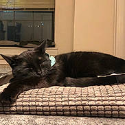 Piper joined the competition — help win amazing prizes! black_cat, cat, sleeping, blanket, cushion, bed, indoor, window, blinds, night, cozy, pet, fur, whiskers, collar, resting, closeup, home_interior, soft_texture, pillow