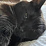 Piper is registered to the contest to win money with this photo: cat, black_cat, pet, close_up, whiskers, bed, bedding, indoor, sleepy, portrait, fur, ear, paw, nose, eye, relaxation, blanket, domestic, mammal, feline