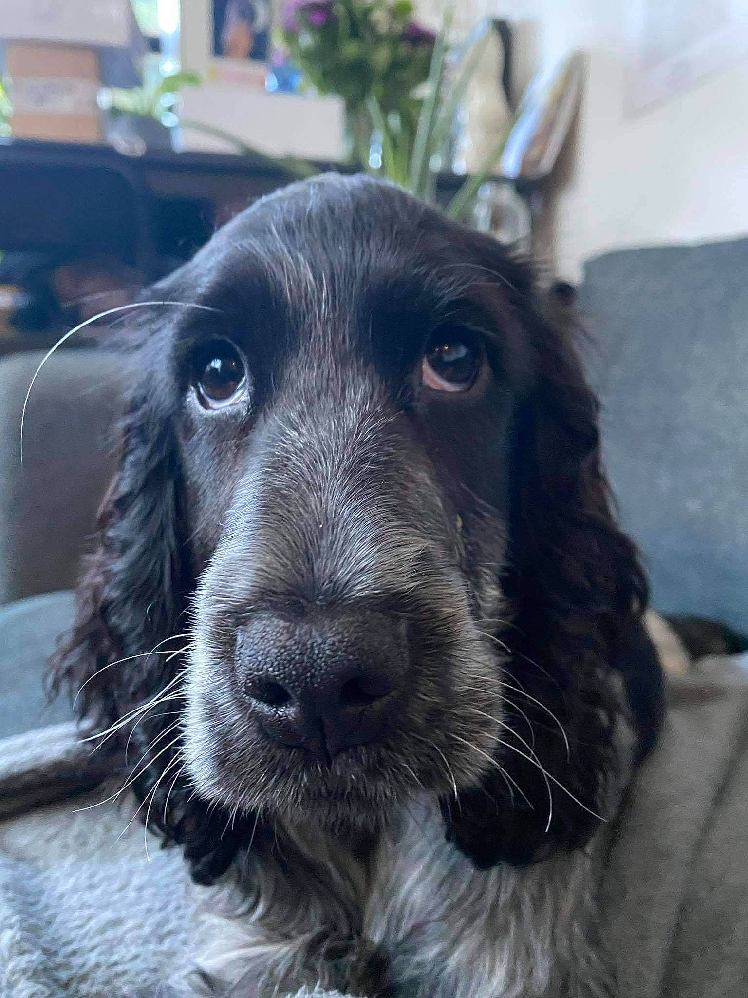 Shelbby participe au concours pour gagner de l'argent avec cette photo : borador, canidae, carnivore, companion_dog, dog, dog_breed, dog_collar, fur, gun_dog, houseplant, liver, metal, plant, snout, sporting_group, whiskers, working_animal, working_dog