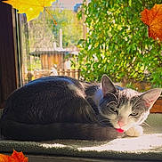 Aloha participe au concours pour gagner de l'argent avec cette photo : cat, gray_cat, white_cat, tongue_out, sleeping_cat, windowsill, sunlight, indoor, cozy, autumn_leaves, leaf, nature, greenery, window, pet, fur, animal, cute, relaxed, resting