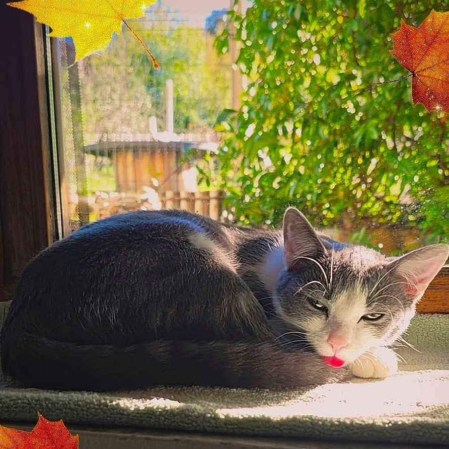 Aloha participe au concours pour gagner de l'argent avec cette photo : animal, autumn_leaves, cat, cozy, cute, fur, gray_cat, greenery, indoor, leaf, nature, pet, relaxed, resting, sleeping_cat, sunlight, tongue_out, white_cat, window, windowsill