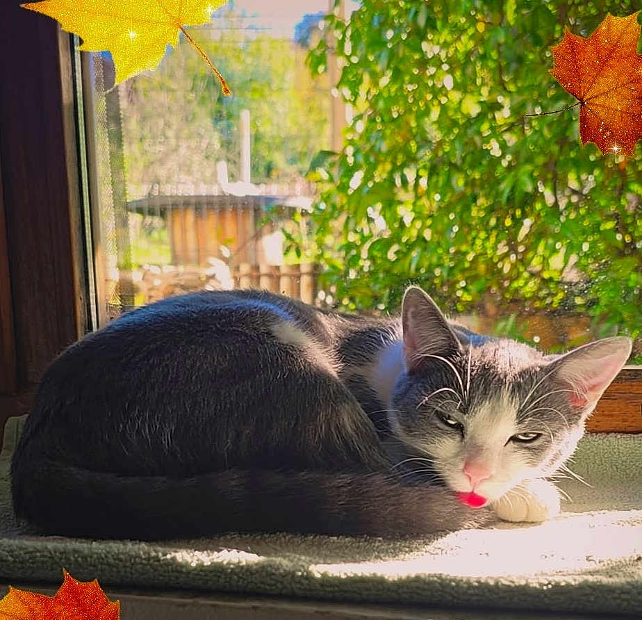 Aloha participe au concours pour gagner de l'argent avec cette photo : cat, gray_cat, white_cat, tongue_out, sleeping_cat, windowsill, sunlight, indoor, cozy, autumn_leaves, leaf, nature, greenery, window, pet, fur, animal, cute, relaxed, resting