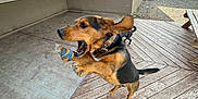 Lincoln joined the competition — help win amazing prizes! dog, ball, jumping, ears_flapping, backyard, wooden_deck, house_wall, concrete, playful, pet, collar, brown, black, outdoor, daytime, fence, tail, active, motion_blur, animal