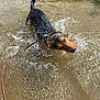 Lincoln is registered to the contest to win money with this photo: dog, water, splash, river, leash, outdoor, animal, pet, playful, brown, black, wet, nature, canine, fur, active, shallow_water, daylight, motion, happy