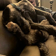 Charlie joined the competition — help win amazing prizes! indoor, person, dog, glasses, couch, relaxing, pet, furniture, casual, brown, legs, fur, collar, seated, home, lamp, hair, comfort, resting, expression