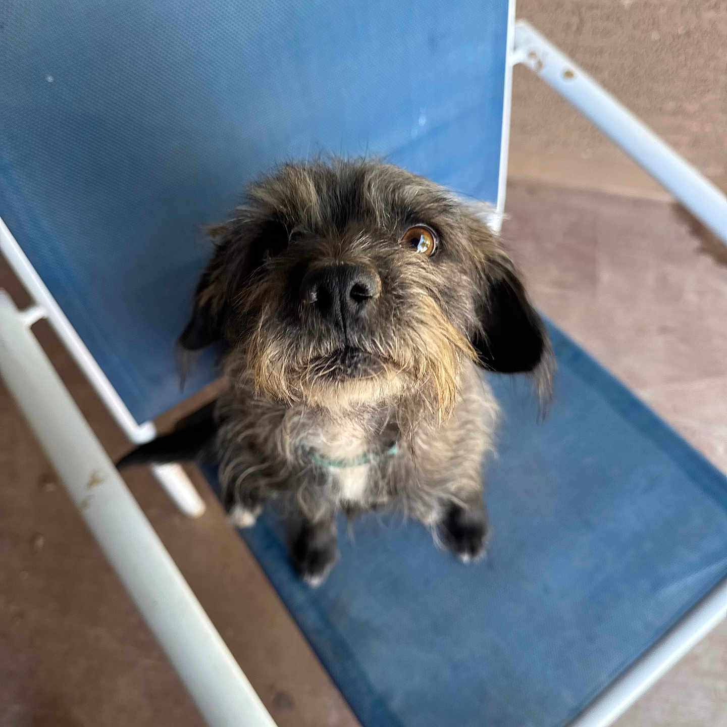 Charlie is registered to the contest to win money with this photo: animal, black_fur, blue_chair, brown_fur, canine, chair, cute, dog, domestic_animal, floor, footwear, fur, looking_up, outdoor, patio, pet, scruffy, small_dog, waiting, white_shoe