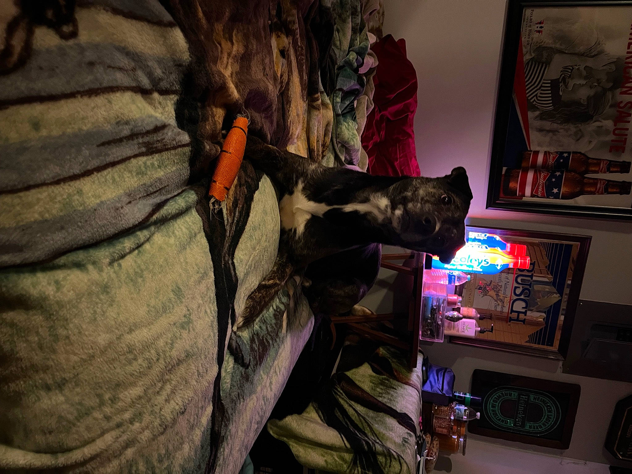 Harley Davidson Quinn