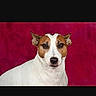 animal, animal_portrait, brown_patch, calm, canine, close_up, dog, domestic_animal, face, looking_at_camera, mobile_screen, pet, pet_photo, photography, portrait, red_background, screenshot, social_media, studio_background, white_dog
