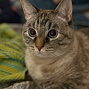 Duster Girl joined the competition — help win amazing prizes! animal, background_blur, blanket, cat, close_up, curious, cute, domestic_animal, ears, eyes, feline, focus, fur, indoor, pattern, pet, resting, soft_light, tabby, whiskers